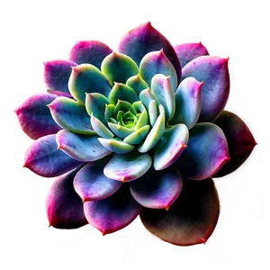 Colorful Succulent Png 12 PNG image
