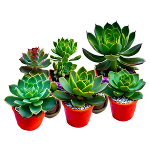 Colorful Succulents Mix Png Qqj25 PNG image