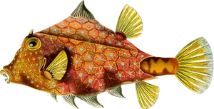 Colorful Thornback Cowfish Illustration