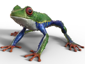 Colorful Tree Frog Black Background PNG image