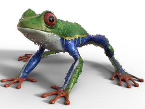 Colorful Tree Frog Illustration