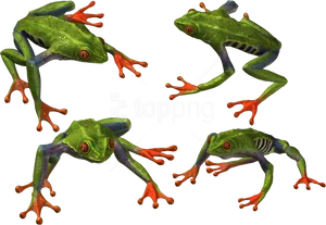 Colorful Tree Frogs Black Background