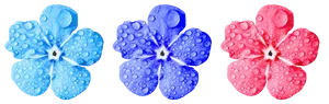 Colorful Trioof Water Droplet Flowers
