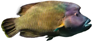 Colorful Tropical Fish Black Background.jpg