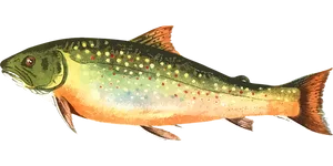Colorful Trout Illustration
