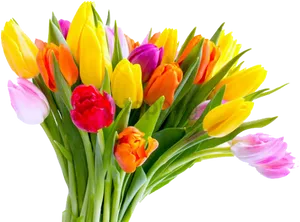 Colorful_ Tulip_ Bouquet_ Transparent_ Background.png PNG image