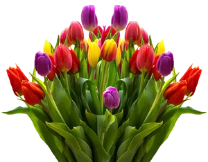 Colorful Tulip Bouquet Transparent Background PNG image