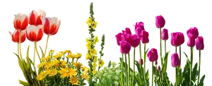 Colorful_ Tulips_and_ Spring_ Flowers_ Against_ Black_ Background.jpg PNG image
