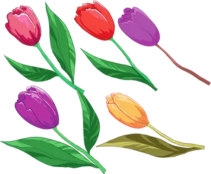 Colorful_ Tulips_ Vector_ Illustration PNG image