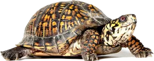 Colorful Turtle Profile PNG image