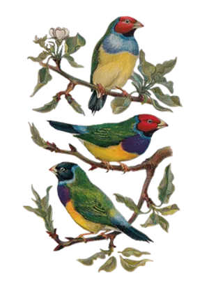 Colorful Vintage Bird Illustration