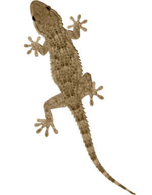 Common Gecko On Transparent Background.png PNG image