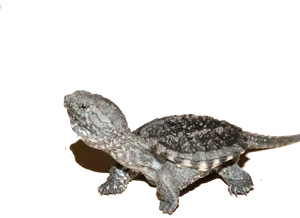 Common Snapping Turtle Profile PNG image