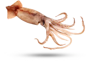 Common Squid Swimming PNG image