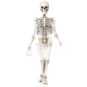 Comparative Skeletal Anatomy PNG Dwh37 PNG