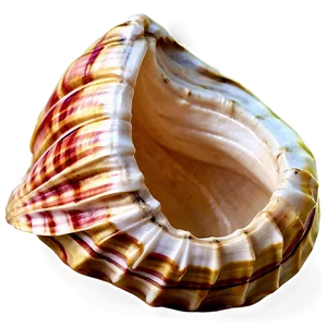 Conch Shell D PNG image