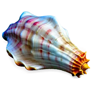 Conch Shell Outline Png Xen39 PNG image
