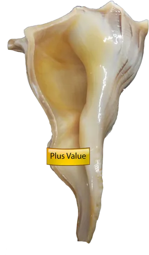 Conch Shell With Label PNG