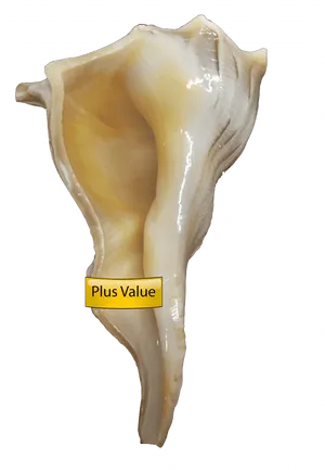 Conch Shell With Label PNG image