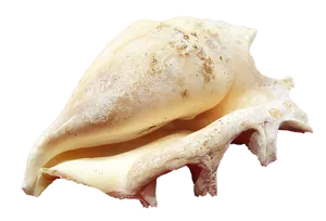 Conch Shellon Black Background PNG image