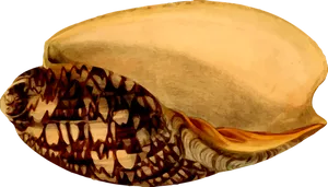 Cone_ Snail_ Shell_ Illustration