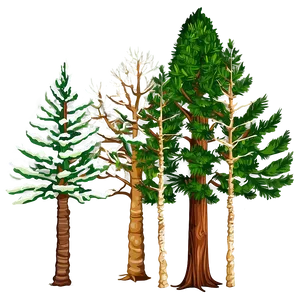 Coniferous Tree Elevation PNG 06262024