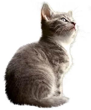 Contemplative Kitten Black Background PNG image