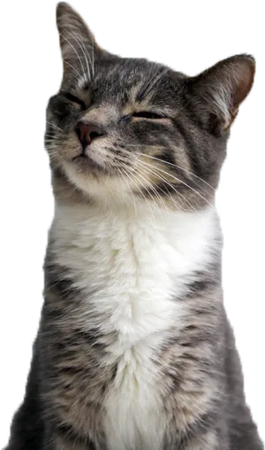 Contented Cat Smiling Closeup.png PNG image