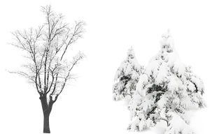 Contrasting Snow Covered Trees PNG image