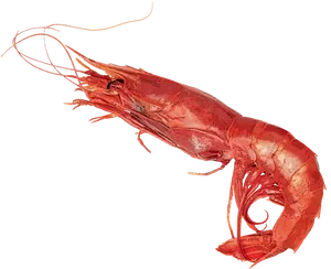 Cooked Shrimp Side View