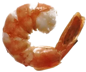 Cooked Shrimp Transparent Background PNG image