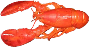 Cooked Whole Lobster PNG image