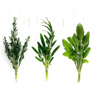 Cooking With Herbs PNG Knh