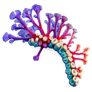 Coral Anatomy Diagram PNG 05242024