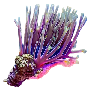 Coral Anatomy Diagram PNG 80