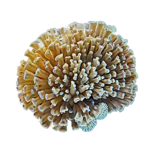 Coral Colony Close-up Png 45 PNG image