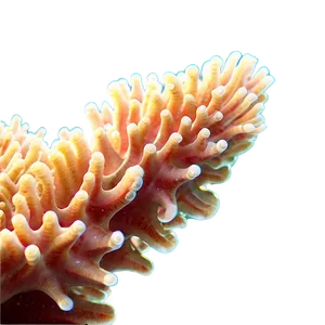 Coral Colony Close-up Png Pfy PNG image