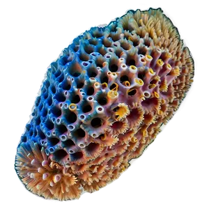 Coral Disease Identification PNG Jhu PNG