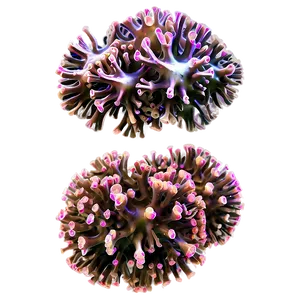 Coral Disease Identification PNG Pmk73 PNG