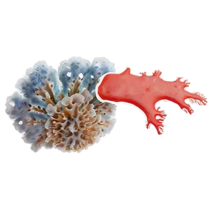 Coral Fragmentation Process PNG Aty