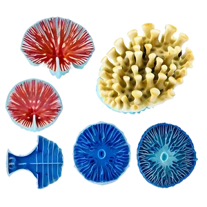 Coral Fragmentation Process PNG Fln32