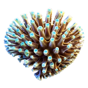 Coral Fragmentation Process PNG Rxy