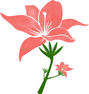 Coral Lily Vector Illustration PNG image