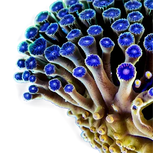 Coral Polyps Magnified Png 12 PNG image