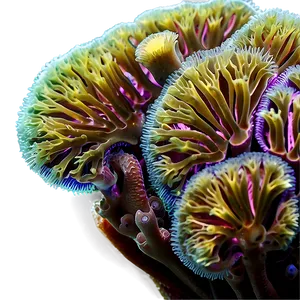 Coral Polyps Magnified Png Ndy PNG image