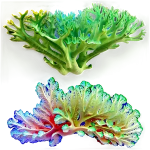 Coral Reef Algae Png 06212024 PNG image