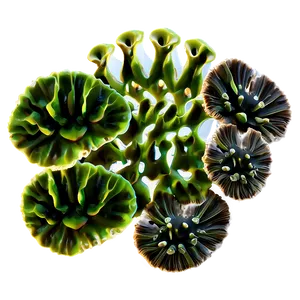 Coral Reef Algae Png 76 PNG image