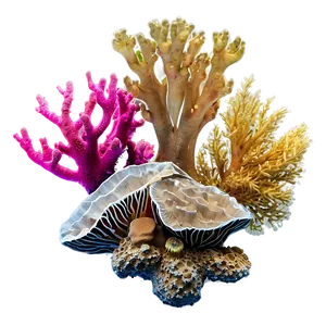 Coral Reef At Sunset PNG 05242024