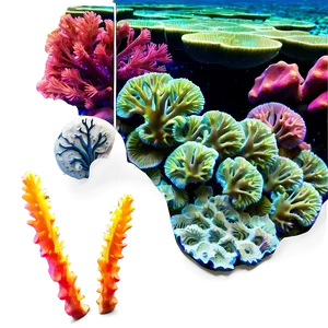 Coral Reef At Sunset PNG Nel66