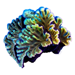 Coral Reef Bioluminescence PNG 05242024